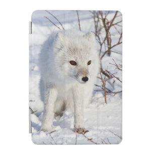 Arctic Fox , Churchill Wildlife Management Area iPad Mini Cover