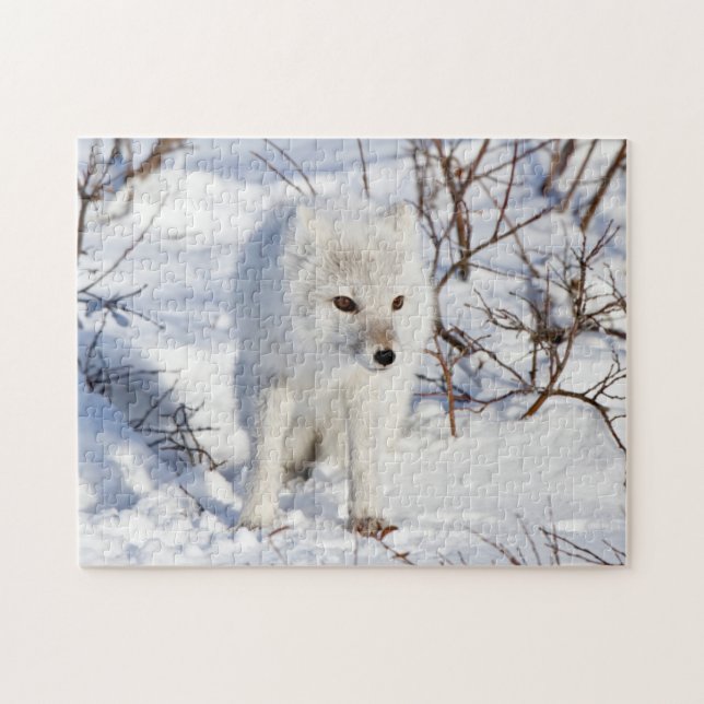 Arctic Fox , Churchill Wildlife Management Area Jigsaw Puzzle (Horizontal)