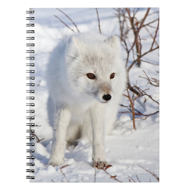 Arctic Fox , Churchill Wildlife Management Area Notebook (Front)