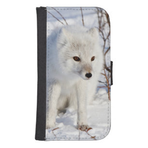 Arctic Fox , Churchill Wildlife Management Area Phone Wallet