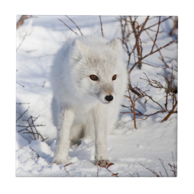 Arctic Fox , Churchill Wildlife Management Area Tile (Front)