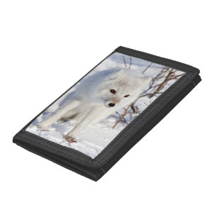 Arctic Fox , Churchill Wildlife Management Area Tri-fold Wallet