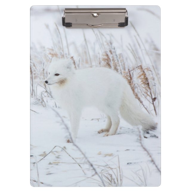 Arctic Fox Clipboard (Front)