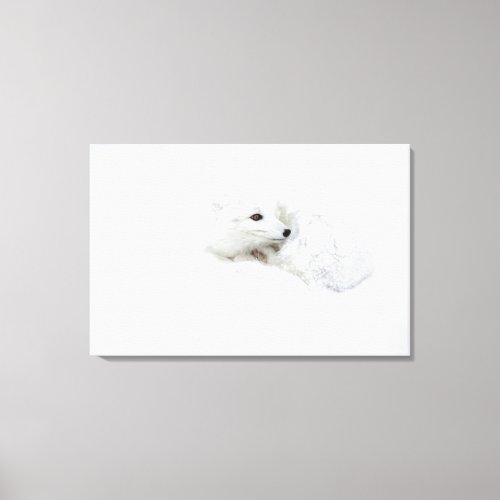 Arctic Fox curled up in winter Canvas Print