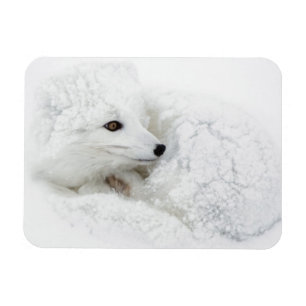Arctic Fox curled up in winter Magnet