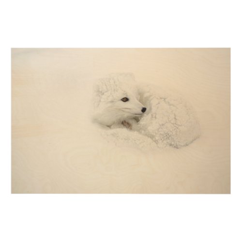 Arctic Fox curled up in winter Wood Wall Decor