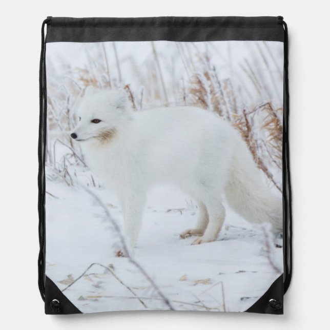 Arctic Fox Drawstring Bag (Front)