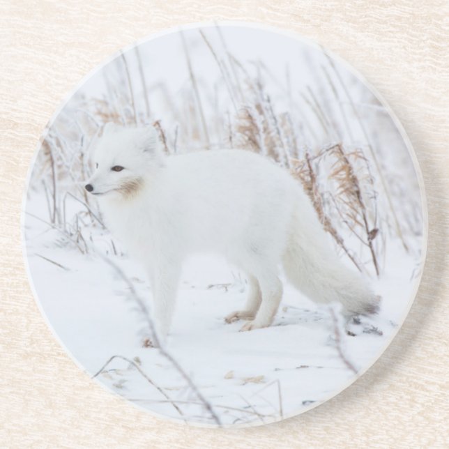 Arctic Fox Drink Coaster (Front)