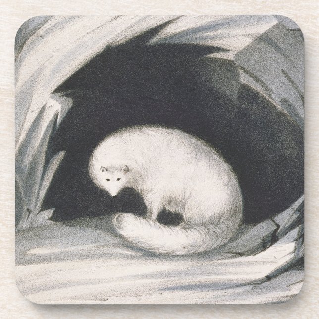 Arctic Fox, from 'Narrative of a Second Voyage in Beverage Coaster (Front)