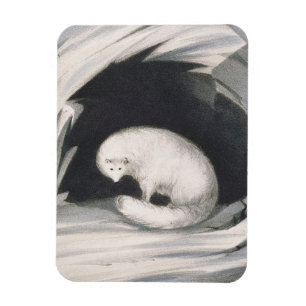 Arctic Fox, from 'Narrative of a Second Voyage in Magnet