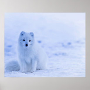 Arctic Fox, Iceland  Poster