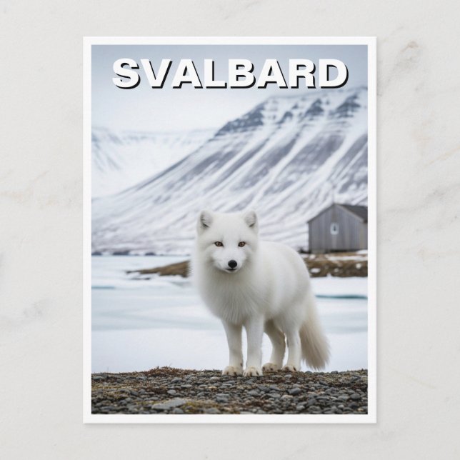 Arctic Fox in Svalbard Norway Postcard (Front)