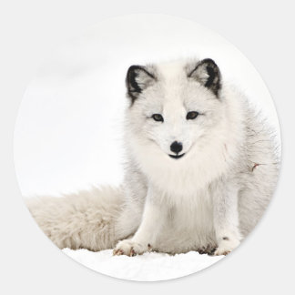 Arctic Fox Stickers | Zazzle