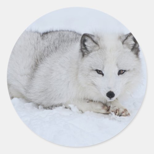 Arctic Fox in the Snow Classic Round Sticker