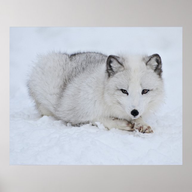 Arctic Fox in the Snow Poster (Front)