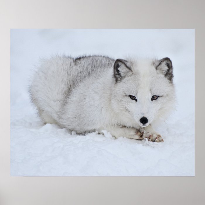 Arctic Fox in the Snow Posters