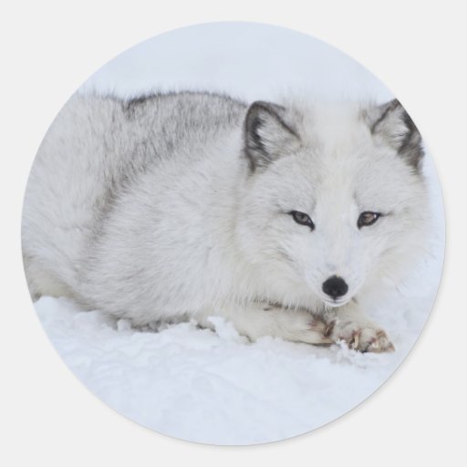 Arctic Fox in the Snow Classic Round Sticker | Zazzle
