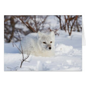 Arctic Fox in winter (Front Horizontal)
