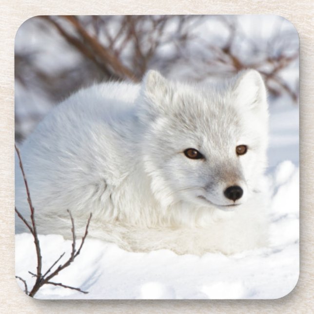 Arctic Fox in winter Beverage Coaster (Front)