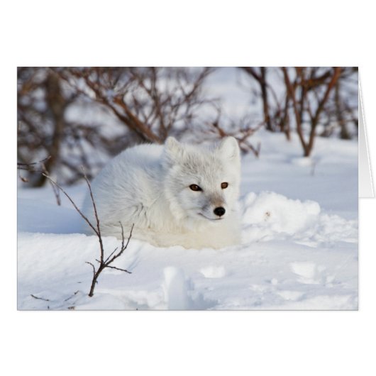 Arctic Fox in winter Cards (Front Horizontal)