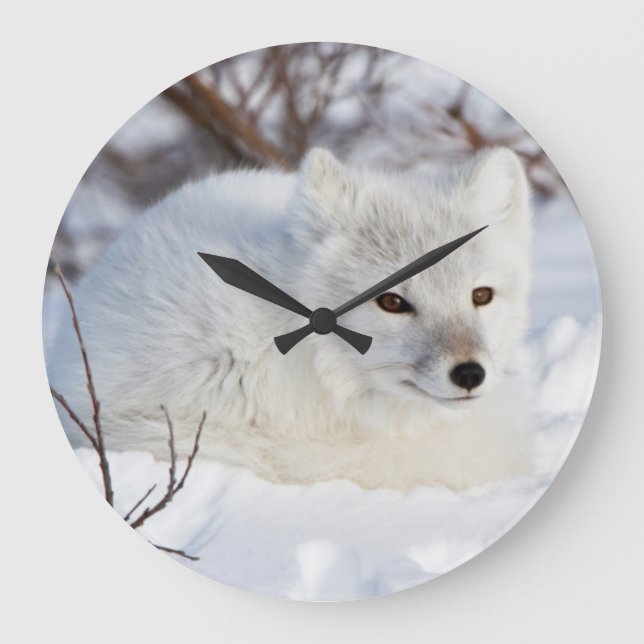 Arctic Fox in winter Large Clock (Front)