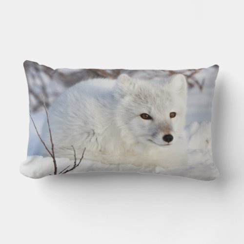 Arctic Fox in winter Lumbar Pillow