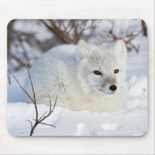 Arctic Fox in winter Mouse Pad