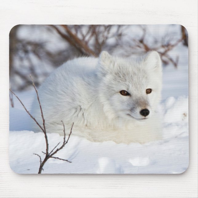 Arctic Fox in winter Mouse Pad (Front)