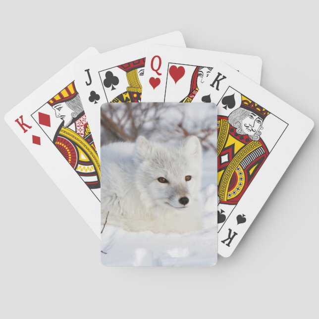 Arctic Fox in winter Poker Cards (Back)