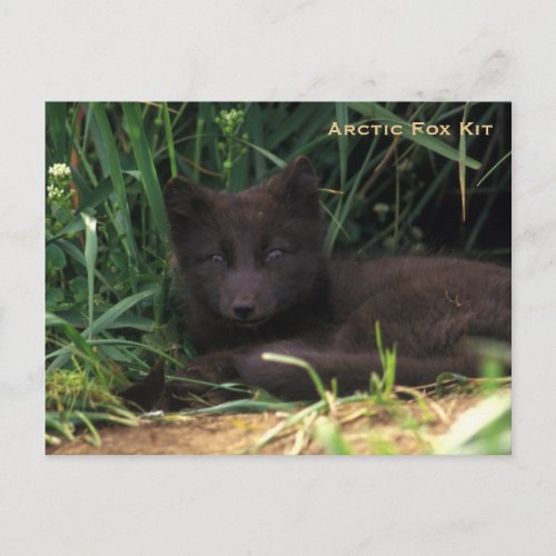 Arctic Fox Kit Wildlife Series  19 Postcard