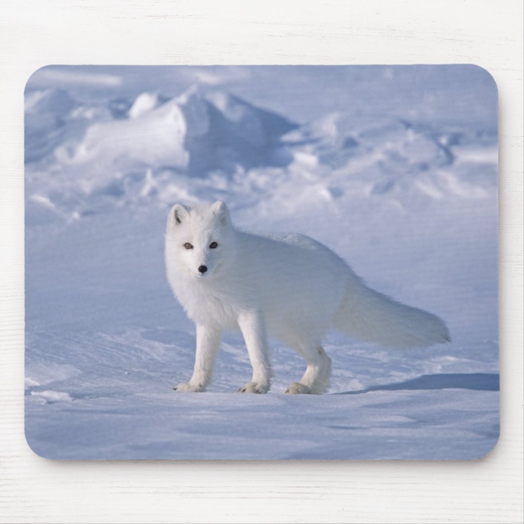 Arctic Fox Mouse Pad | Zazzle