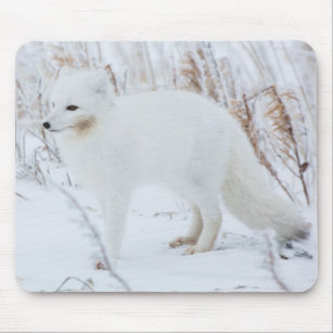 Arctic Fox Mouse Pads | Zazzle