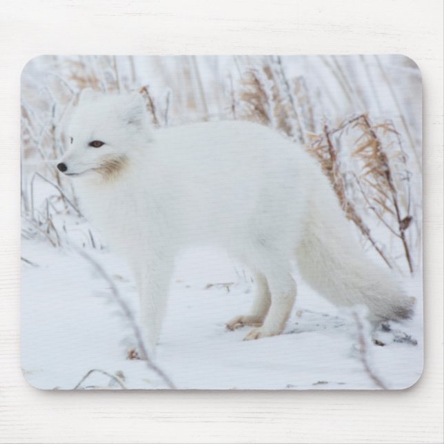 Arctic Fox Mouse Pad (Front)