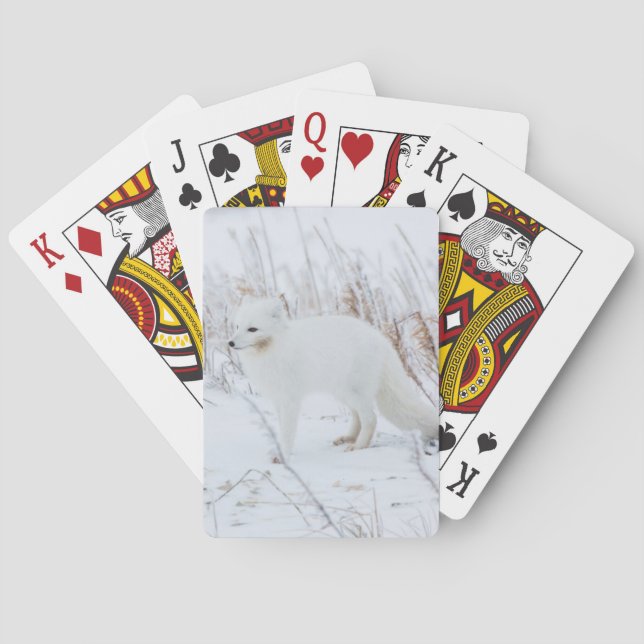 Arctic Fox Poker Cards (Back)