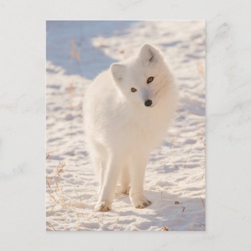 Arctic Fox Postcard