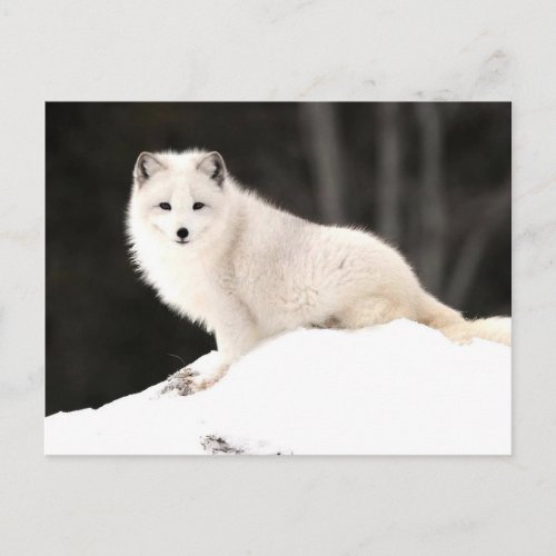 Arctic Fox Postcard