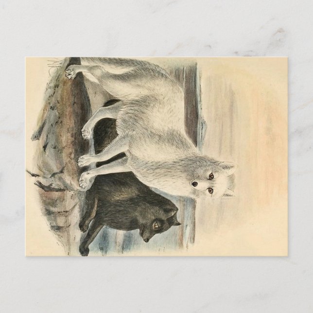 Arctic Fox Postcard (Front)