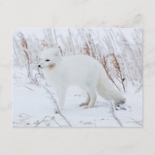 Arctic Fox Postcard