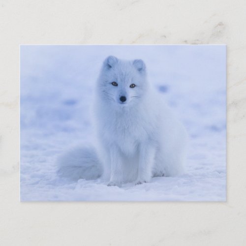 arctic fox postcard