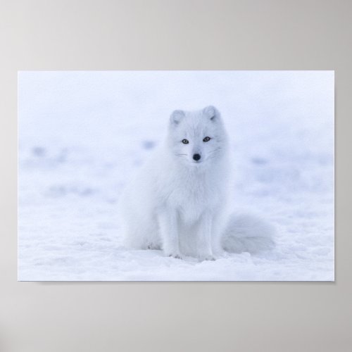 Arctic Fox Poster