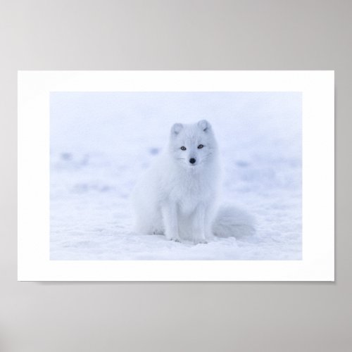 Arctic Fox Poster