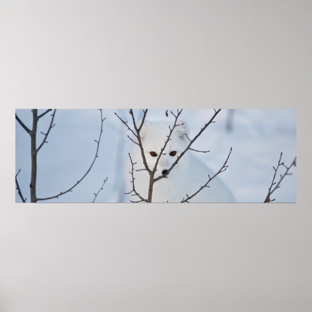 Arctic Fox Poster (Front)