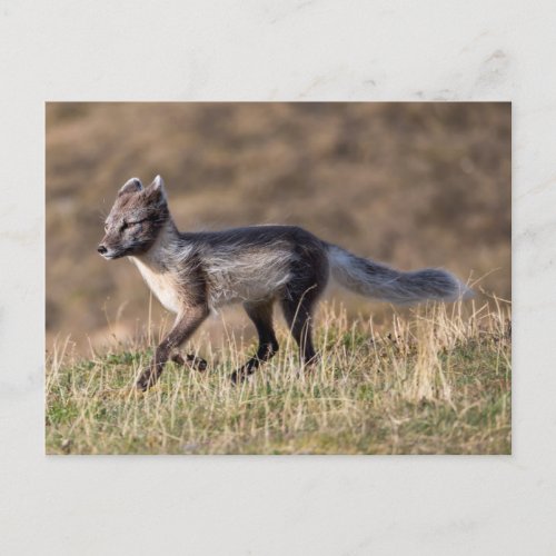 Arctic Fox Running Postcard