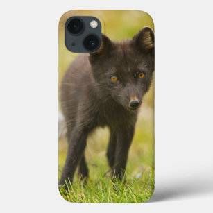 Arctic fox searches for food iPhone 13 case
