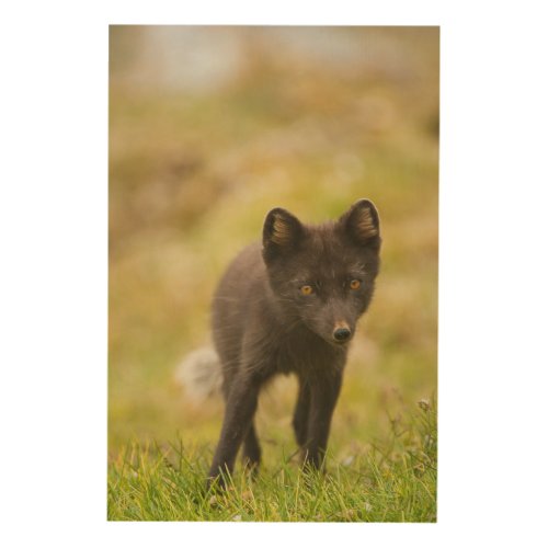 Arctic fox searches for food wood wall decor