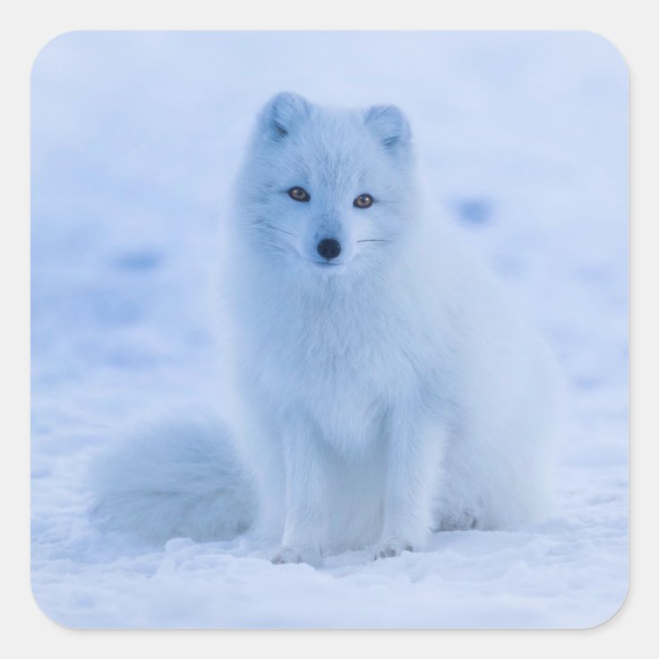 arctic fox stickers | Zazzle