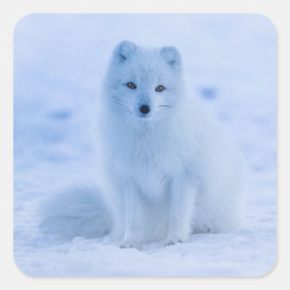 arctic fox stickers