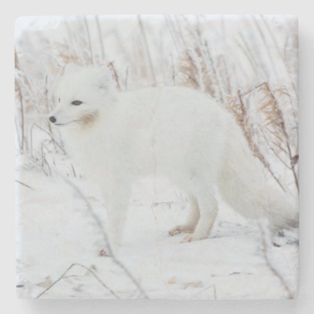 Arctic Fox Stone Coaster (Front)