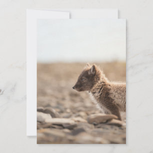 Arctic Fox Wildlife Photo Card