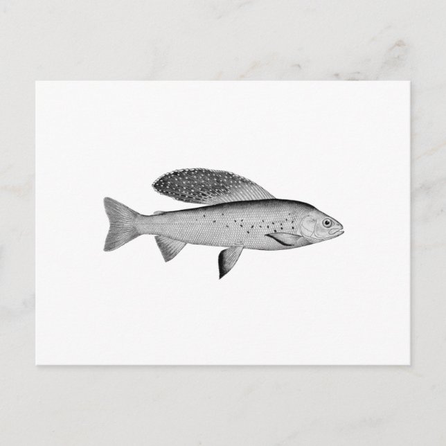 Arctic Grayling Logo (line art) Postcard (Front)